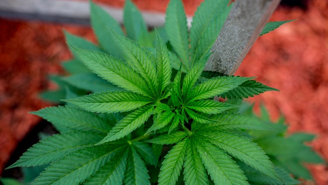 Oakland approves ordinanceTo Allow Industrial Marijuana Production