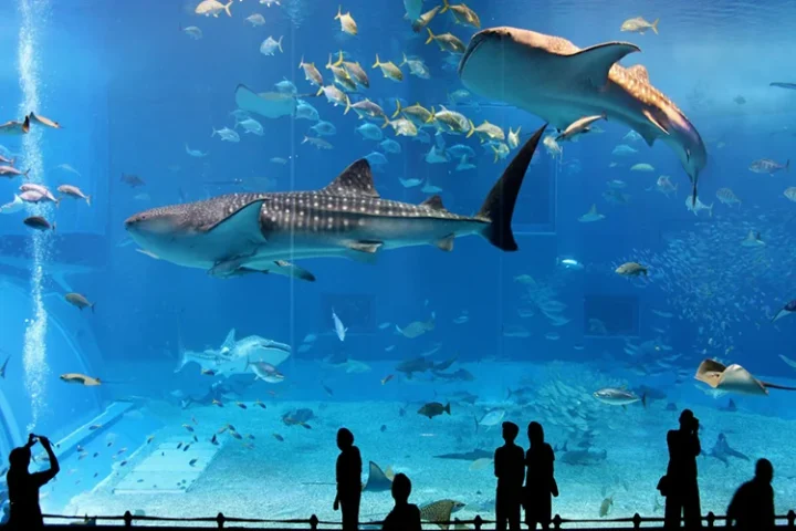 mall semarang yang ada aquarium